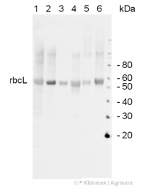 Rubisco | 557 kDa hexadecamer in the group Antibodies Plant/Algal  / Photosynthesis  / RUBISCO/Carbon metabolism at Agrisera AB (Antibodies for research) (AS07 218)
